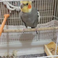 عروس هلندی سخنگو
