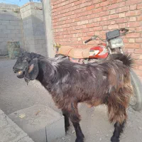 فروش چپشت،گوسفند|حیوانات مزرعه|قلعه گنج, |دیوار