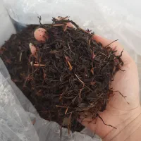 چای بهاره درجه یک لاهیجان