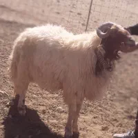 یک قوچ کوردی ۳سال|حیوانات مزرعه|زرین آباد, |دیوار