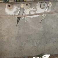 عروس هلندی و مرغ عشق|پرنده|جم, |دیوار