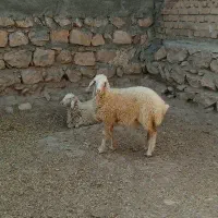 بره چاق چاق