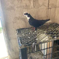 سه تا قره عرب بدون عیب