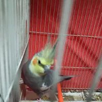 عروس هلندی|پرنده|مشهد, محمدآباد|دیوار