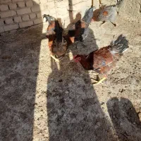 فروش مرغ خروس|حیوانات مزرعه|دشتابی, |دیوار