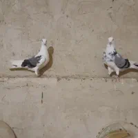 کفتر|پرنده|معصومیه, |دیوار