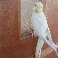 عروس هلندی لوتینو|پرنده|زرند, |دیوار