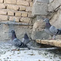 پلاکی|پرنده|شیراز, ارم|دیوار