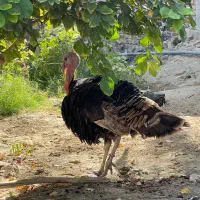 بوقلمون یه جفت نر ماده