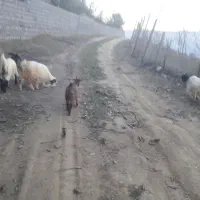 فروش بزغاله|حیوانات مزرعه|مرزنآباد, |دیوار