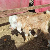 بز ماده|حیوانات مزرعه|بندر ماهشهر, |دیوار