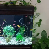 آکواریوم|ماهی|کاشان, شهرک خاتم الانبیا (مسکن ملی کاشان)|دیوار