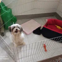 سگ آپارتمانی ۳ماهه سایز ریز|سگ|گرگان, |دیوار