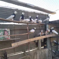 طوقی|پرنده|شاهین‌شهر, امام حسین|دیوار