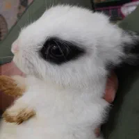 خرگوش نر|موش و خرگوش|کرج, حصارک بالا|دیوار