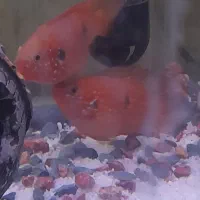 جفت ماهیجوئل