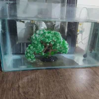 آکواریوم سالم