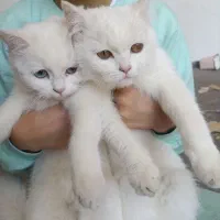 دوعدد بچه گربه شش ماهه