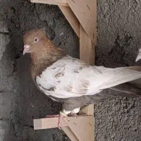 کفتر یا کبوتر