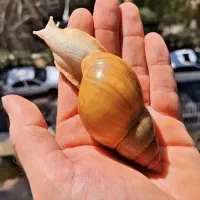 حلزون کلاژن ساز