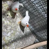 دو عدد فنج نره وماده