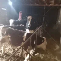 گوساله نر|حیوانات مزرعه|قزوین, |دیوار