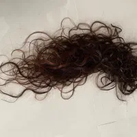۱۲۰ شاخه مویه طبیعی سرچسب زده سالم اکستیشن