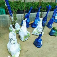 فروش نهال صنوبر سیاه(کبوده)کم افت و مقاوم|خدمات باغبانی و درختکاری|کامیاران, |دیوار