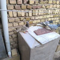 کبوتر|پرنده|تاکستان, |دیوار