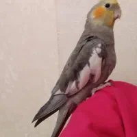 عروس هلندی گمشده ۸ماهه