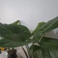 گل بابا ادم|گل و گیاه طبیعی|تهران, افسریه جنوبی|دیوار