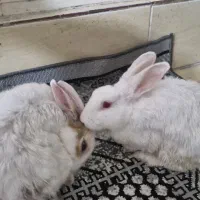 خرگوش
