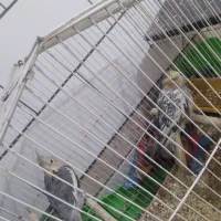 عروس هلندی نروماده