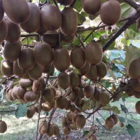 5000متر باغ کیوی پر حاصل درلیسار تالش|فروش زمین و ملک کلنگی|لیسار, |دیوار