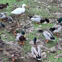 اردک پروازی نر بالغ کله سبز