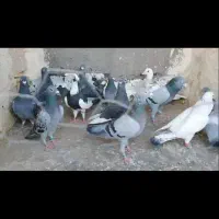 12 عدد آلمانی