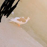 کبوتر|پرنده|تربت‌حیدریه, بازار|دیوار