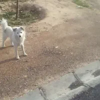 گمشوده|حیوانات|شیراز, شهرک مطهری|دیوار