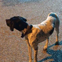 سگ شکاری پوینتر انگلیسی