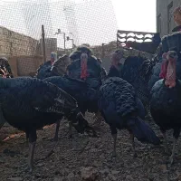 بوقلمون نر|حیوانات مزرعه|پاکدشت, پاکدشت (مامازند)|دیوار