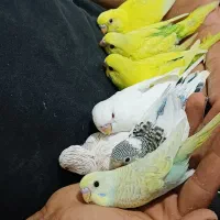 تعدادی مرغ عشق