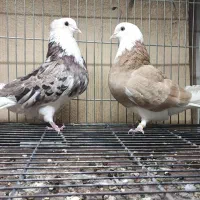 کبوتر شازده زرد وسرور نروماده (کاکولی پرشی )