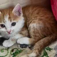 بچه گربه دوماهه