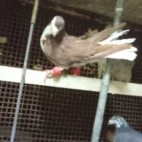 المانی کبوتر کفتر