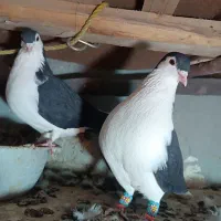 ساده|پرنده|آشخانه, |دیوار