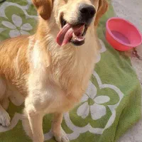 سگ گلدن رتریور نر|سگ|بوشهر, |دیوار