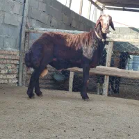 حیوان|حیوانات مزرعه|گمیشان, |دیوار