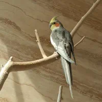 نر و ماده و جفت مولد صد درصد سالم و باکیفیت