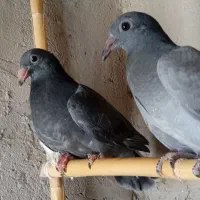 یک جفت جوجه آلمانی