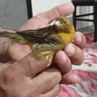 قناری|پرنده|نقده, |دیوار